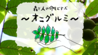 岐阜の木と森を知る動画「森と人の命をむすぶ」第1弾を制作（インタビュー等の撮影も実施）
